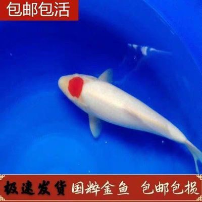 龍魚(yú)變黑色是什么原因vs祥龍魚(yú)場(chǎng)：如何預(yù)防龍魚(yú)變黑