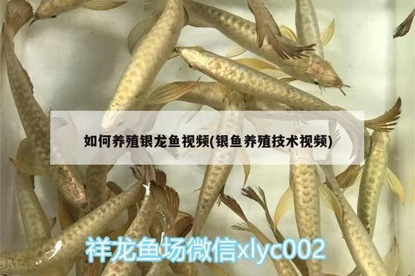 銀龍魚適宜的水流速度設(shè)定：銀龍魚水流速度應控制在每秒1-3厘米左右 龍魚百科 第3張