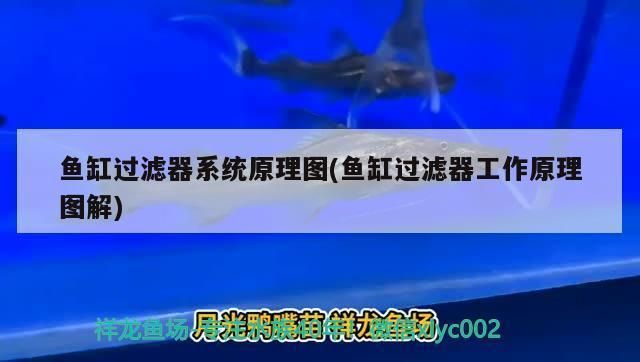 金龍魚不吃食怎么辦用青大霉素vs祥龍魚場：金龍魚不吃食原因分析