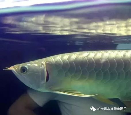 龍魚翻腮治療vs祥龍魚場(chǎng)：龍魚翻腮治療與祥龍魚場(chǎng)