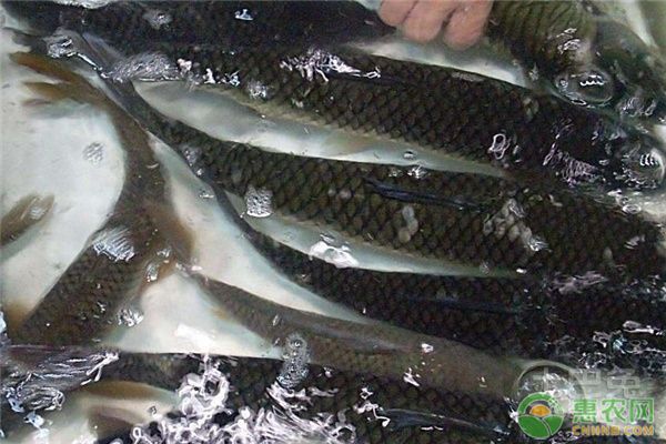 龍魚不吃食的原因：為什么龍魚在魚缸中突然不吃食物？ 水族問答 第2張