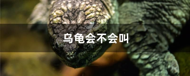 龍魚反腮怎么治vs祥龍魚場(chǎng)：“祥龍魚場(chǎng)”與龍魚反腮治療案例分析龍魚反腮病因分析