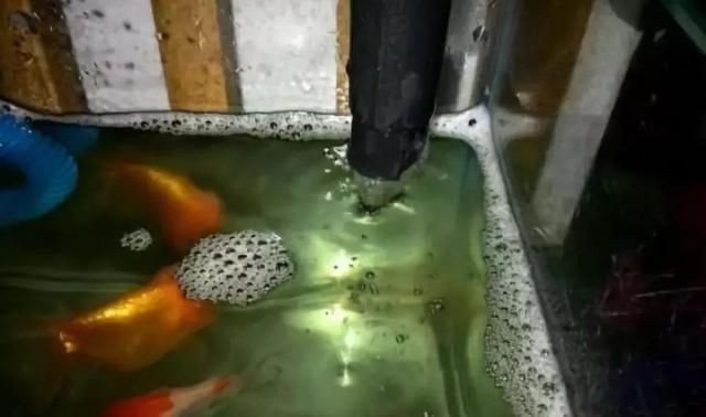 龍魚不吃食還趴缸怎么回事：龍魚不吃食還趴缸怎么辦？ 水族問答 第2張