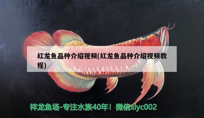 龍魚不吃東西會餓死嗎vs祥龍魚場：如果龍魚在三個月不吃東西會死亡，龍魚會直接餓死嗎 vs祥龍魚場 第16張