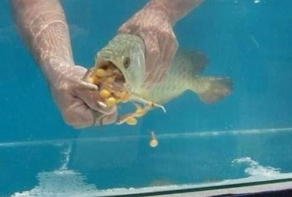 金龍魚不吃顆粒飼料怎么辦vs祥龍魚場(chǎng)：如何自制金龍魚飼料