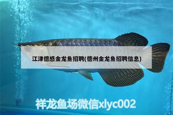 六角龍魚喂食技巧vs祥龍魚場(chǎng)：六角龍魚和祥龍魚場(chǎng)的喂食技巧六角龍魚的喂食技巧 vs祥龍魚場(chǎng) 第5張