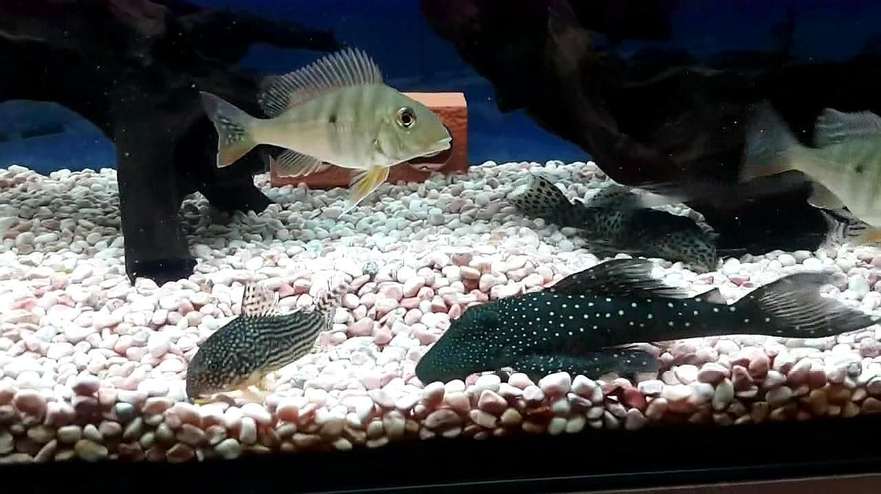 龍魚不吃食老張嘴：龍魚不吃食是怎么回事？ 水族問(wèn)答