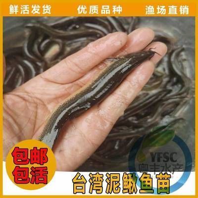 龍魚吃了自己的鱗片怎么辦vs祥龍魚場：龍魚吃掉自己的鱗片