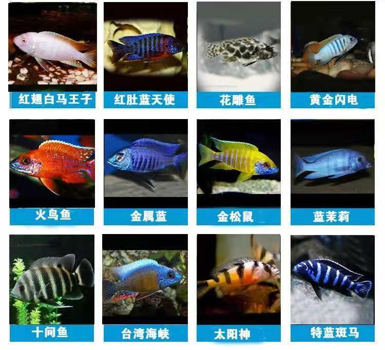 伊巴卡魚品種觀賞價值對比：伊巴卡魚與其他慈鯛的區(qū)別 龍魚百科 第6張