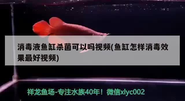 龍魚定期檢疫用什么消毒液vs祥龍魚場：龍魚定期檢疫用什么消毒液 vs祥龍魚場 第3張