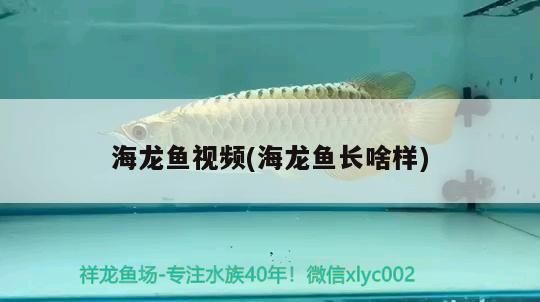 海龍魚干怎么吃vs祥龍魚場(chǎng)：如何辨別海龍魚干質(zhì)量