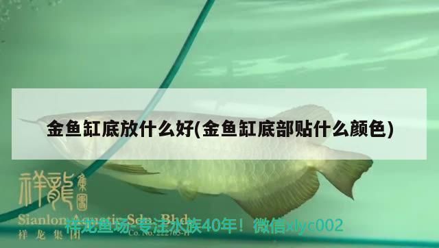 龍魚缸底用什么顏色vs祥龍魚場：龍魚缸底顏色選擇技巧 vs祥龍魚場 第4張