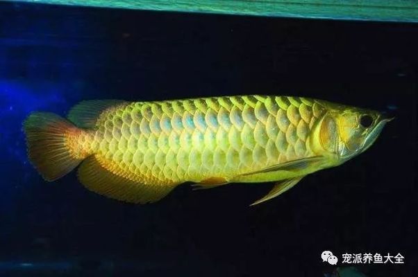 龍魚被欺負(fù)長時(shí)間在中下游沒事吧vs祥龍魚場：龍魚打架后的恢復(fù)方法 vs祥龍魚場 第3張