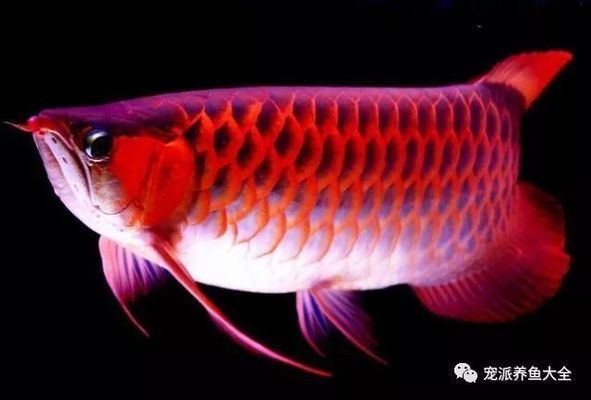 龍魚被欺負(fù)長時(shí)間在中下游沒事吧vs祥龍魚場：龍魚打架后的恢復(fù)方法 vs祥龍魚場 第5張