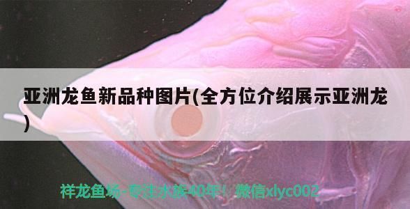 龍魚什么樣的好：如何選擇一條優(yōu)秀的龍魚 龍魚百科 第2張