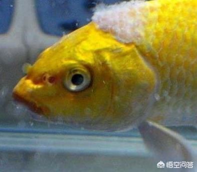 觀賞魚水霉病的自然療法：觀賞魚水霉病怎么治療 龍魚百科 第4張