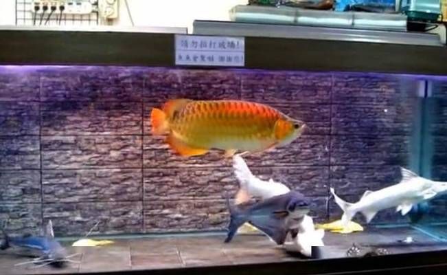 龍魚害怕人靠近：龍魚害怕人靠近可能由多種因素造成 龍魚百科 第2張