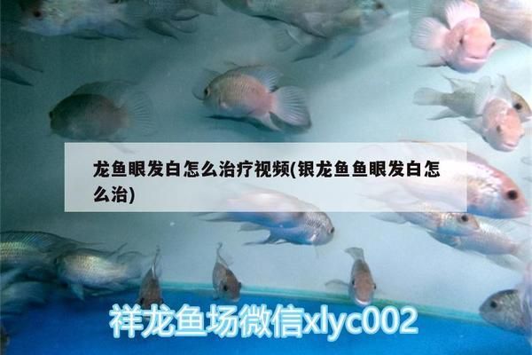 龍魚泛白是什么原因造成的vs祥龍魚場：祥龍魚場龍魚泛白的原因 vs祥龍魚場 第4張