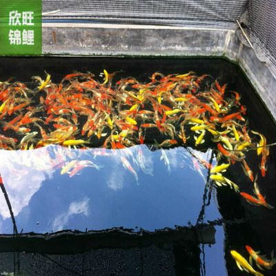 龍魚的喂食量vs祥龍魚場：祥龍魚場龍魚喂食量管理 vs祥龍魚場 第2張