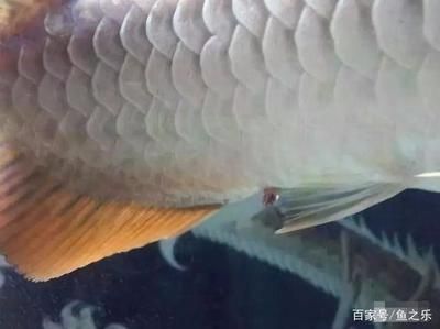 龍魚反復脫肛怎么根治：龍魚反復脫肛怎么辦 龍魚百科 第2張