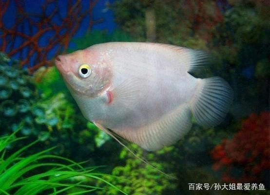 龍魚吃了白點病小魚會怎樣呢vs祥龍魚場：龍魚吃了白點病小魚會怎樣 vs祥龍魚場 第5張