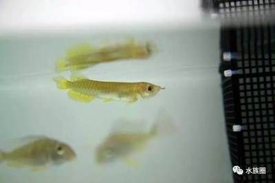 龍魚和別的魚打架怎么回事vs祥龍魚場(chǎng)：——龍魚打架后的處理方法 vs祥龍魚場(chǎng) 第5張