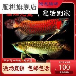 龍魚經(jīng)常停留不愛游動咋回事兒：龍魚不愛游動怎么辦 龍魚百科 第5張