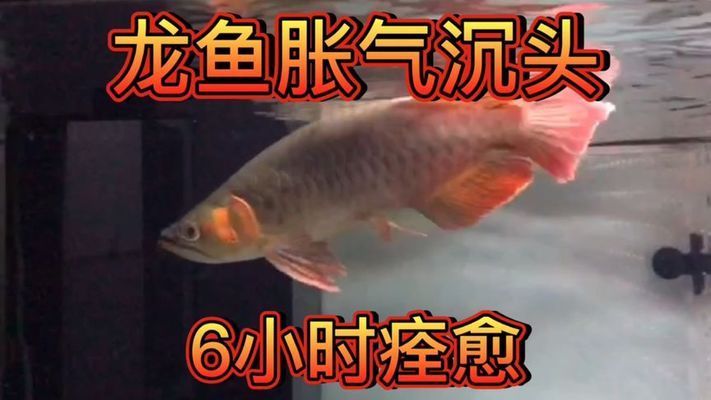 龍魚脹氣沉頭：龍魚脹氣沉頭怎么辦 龍魚百科 第2張