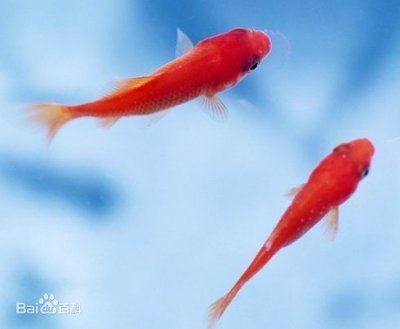 龍魚不吃飼料怎么回事兒呀：龍魚不吃人工飼料的原因及解決方案 水族問答 第2張