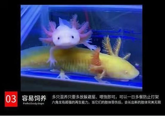 六角恐龍魚尾巴裂開出血vs祥龍魚場(chǎng)：六角恐龍魚尾巴受傷處理