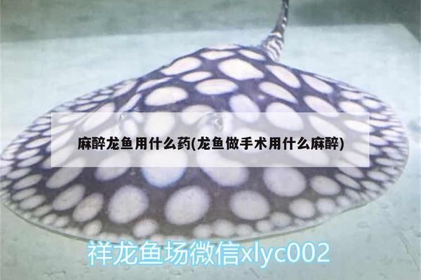 給龍魚做手術(shù)用什么麻藥vs祥龍魚場：龍魚做手術(shù)時常用的麻醉劑及其特點(diǎn) vs祥龍魚場 第3張