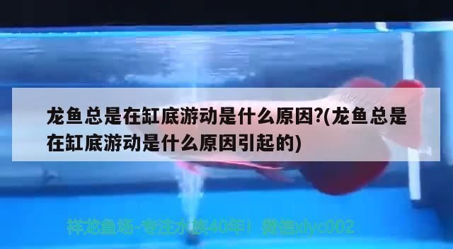 金龍魚在缸底游是什么原因vs祥龍魚場(chǎng)：金龍魚為什么在缸底游動(dòng) vs祥龍魚場(chǎng) 第1張