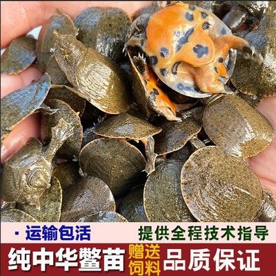 小甲魚喂龍魚前需要檢疫嗎：小甲魚喂龍魚前是否需要檢疫？