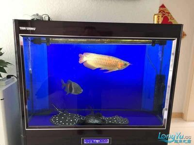 雷龍魚飼料什么牌子的好用：雷龍魚飼料品牌推薦 龍魚百科 第1張