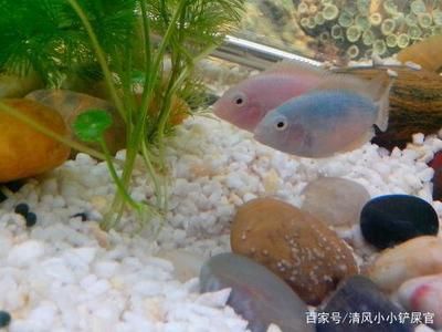 龍魚不吃小魚只吃飼料怎么辦：如何判斷龍魚是否因為健康問題而不吃小魚只吃飼料而不吃飼料 水族問答 第1張