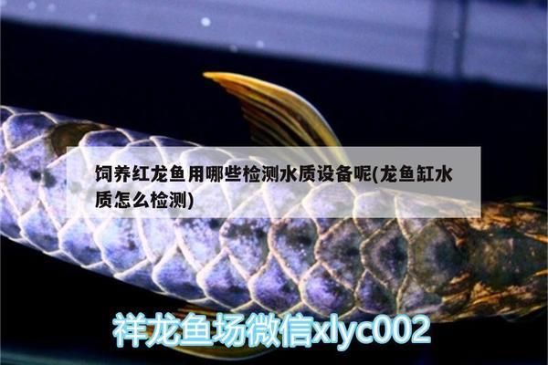 龍魚缸測水質vs祥龍魚場：祥龍魚缸測水質與祥龍魚場的水質檢測方法對比