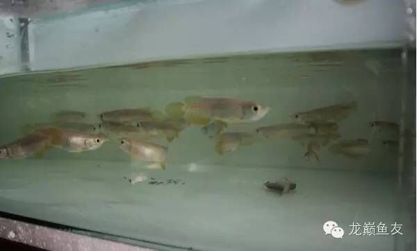 金龍魚為什么趴缸底vs祥龍魚場(chǎng)：金龍魚在水族箱中趴缸底，而祥龍魚場(chǎng)的魚類卻能自由游動(dòng) vs祥龍魚場(chǎng) 第5張