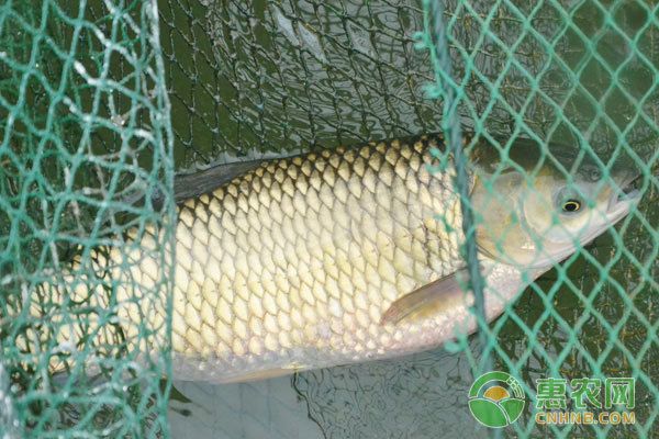 龍魚不吃魚飼料怎么辦：如何判斷龍魚是否健康 水族問答 第2張