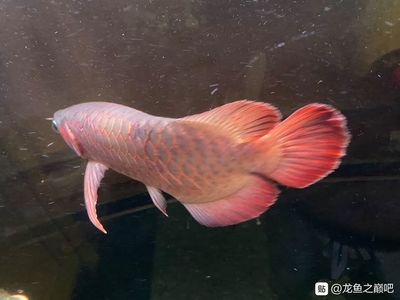 龍魚撞魚缸怎么回事?。喝绾闻袛帻堲~受驚，龍魚適宜的水溫范圍，防止龍魚撞缸的技巧 龍魚百科 第1張