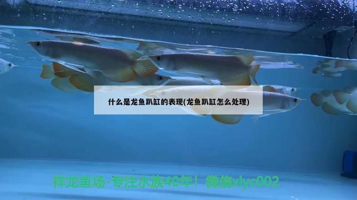 龍魚愛趴缸是什么意思啊vs祥龍魚場：如何改善龍魚趴缸狀況，龍魚趴缸時的護(hù)理要點(diǎn)