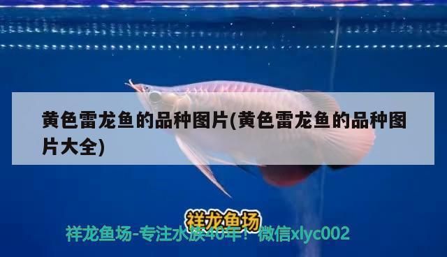 龍魚蒙眼的原因是什么 龍魚百科 第5張