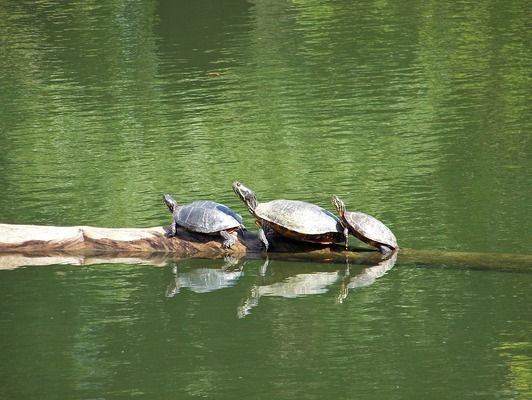 龍魚(yú)不吃魚(yú)糧怎么辦vs祥龍魚(yú)場(chǎng)：龍魚(yú)不吃東西怎么辦 vs祥龍魚(yú)場(chǎng) 第1張