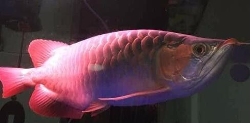 龍魚吃飼料容易兜嘴嗎vs祥龍魚場：龍魚吃飼料會導致兜嘴嗎？