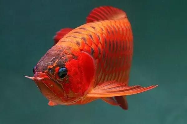 龍魚吃飼料容易兜嘴嗎vs祥龍魚場：龍魚吃飼料會導致兜嘴嗎？