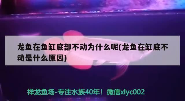 金龍魚(yú)在魚(yú)缸底下趴著不動(dòng)是為什么vs祥龍魚(yú)場(chǎng)：金龍魚(yú)在魚(yú)缸底下趴著不動(dòng)的原因 vs祥龍魚(yú)場(chǎng) 第2張