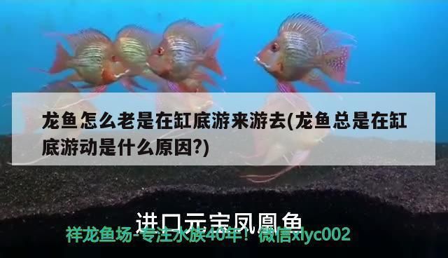 金龍魚總在魚缸底面游怎么治vs祥龍魚場：金龍魚在魚缸底面游的原因和解決辦法和解決辦法 vs祥龍魚場 第1張