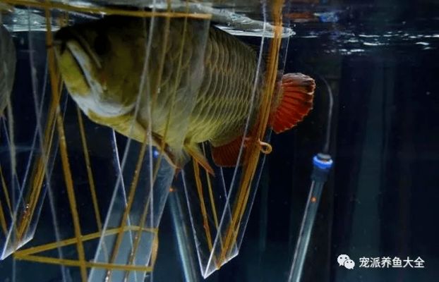 龍魚(yú)固定夾板vs祥龍魚(yú)場(chǎng)：龍魚(yú)固定夾板與“祥龍魚(yú)場(chǎng)”的關(guān)系，龍魚(yú)固定夾板的價(jià)格對(duì)比