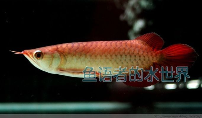 金龍魚用什么硝化細(xì)菌vs祥龍魚場：探討金龍魚與祥龍魚場的硝化細(xì)菌使用 vs祥龍魚場 第5張