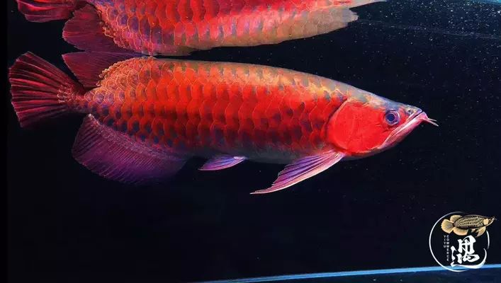 龍魚反腮怎么處理vs祥龍魚場：如何處理龍魚反腮