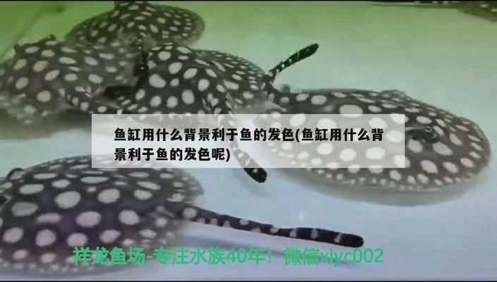 龍魚缸貼什么背景紙好看vs祥龍魚場(chǎng)：祥龍魚場(chǎng)龍魚缸背景紙選擇技巧 vs祥龍魚場(chǎng) 第2張